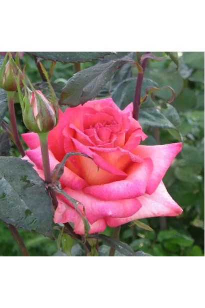 Троянда чайно-гібридна Малібу